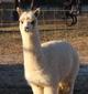 2009 Girl Cria- Piper