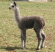 2011 Cria