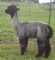 1st Cria Sold