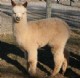 1st Cria