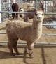 Pink as a cria