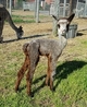 Stryker newest cria!