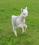 Subzero newest cria!