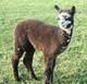 1st Offspring - 2nd Pl. AOBA Nat. Fleece