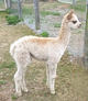 First cria, Yukon, gorgeous!