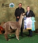 Reserve Champ Fleece and Best Hand in show