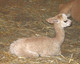 1st Cria - Newborn