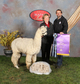 Champion Cria, Gray Enough