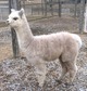 2016 Cria, Acapella, Gray Enough sire