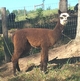 First Cria