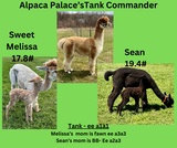 alpaca for sale