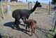 Her cria arrived on 9/11/12!!