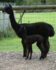 Tara with cria Black Velvet