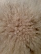 Cria fleece