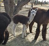 alpaca for sale