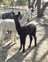 alpaca for sale