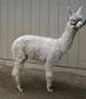 Legend as a cria... look at that fleece!