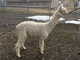 2016 Male Cria - Salute