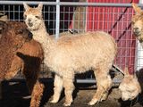 alpaca for sale