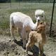 2012 male cria at one hour old.