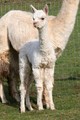 Ajax cria(female)