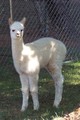 2014 male cria/Derwydd Lucinano's Totoro