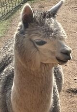 alpaca for sale