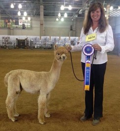 BEST in SHOW Ca State Fair - Bruno