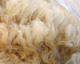 Daughter, Aussie Hill's Pandora 2012 Fleece