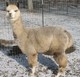 2010 male cria