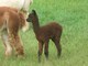 2012 female cria bay black