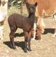 2013 female cria (black after 1st shear)