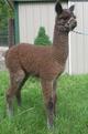 2013 male cria