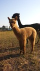 Rum's first cria from Springtoo Jamahl