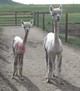 Maya and Tia June 2016