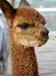 Coco's cria - included in price