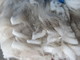 Sebastian's fleece at 1st shearing! Gorgeous bundling and brightness.  So soft!!!