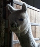 Thisbe's first cria, Kira