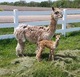 2016 cria, 3/4 accoyo Edan's Adam!