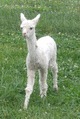 2017 cria. Accoyo Holly's Hope by Edan!