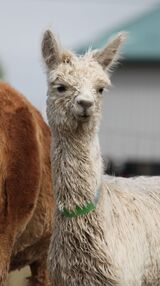 alpaca for sale