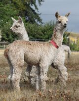 alpaca for sale