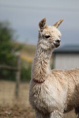 alpaca for sale