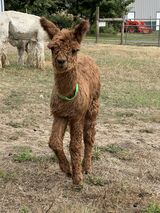 alpaca for sale