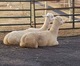 Trinity with female cria, Liberty 