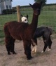 Spinalong and cria