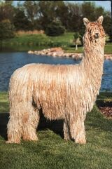 alpaca for sale