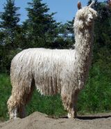 alpaca for sale