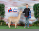 First Place American Alpaca Showcase 2014