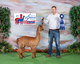 1st Place American Alpaca Showcas